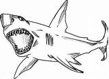 Shark Great Coloring Drawing Sketch Bull Color Kids Sharks Play Designlooter Drawings 435px sketch template