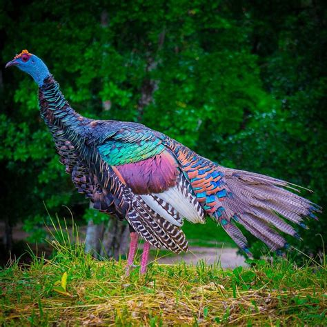 1628 best images about roosters and hens and turkeys on pinterest the