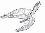 Turtle Drawing Sea Coloring Pages Loggerhead Turtles Getdrawings sketch template
