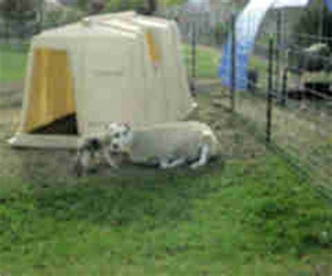 sheep shelters barnyard commandos   club   county