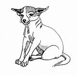 Coloring Sitting Pages Chihuahua Dog Calmly Netart Down Template sketch template
