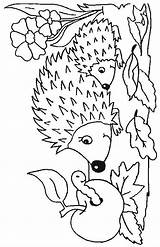 Pages Coloring Hedgehogs Hedgehog Print sketch template