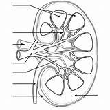 Kidney Beschriften Anatomie Labeling Nephron Ausmalen Kidneys Niere Physiology Urinary Renal Studying Diagrams Herz Fur Farben Biologycorner Biologie Physiologie Vessels sketch template