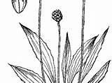 Plantain Tree Cliparts Clipart Drawing Plantago Library Lanceolata Narrowleaf Sketch License Credit Pd Old sketch template
