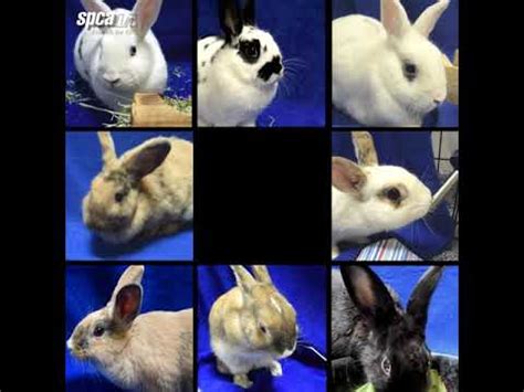 bunny bunch adopt  youtube