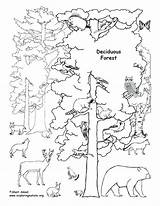 Forest Coloring Deciduous Animals Pages Rainforest Tundra Drawing Biome Trees Tropical Habitat Ecosystem Clipart Draw Biomes Labeled Animal Printable Desert sketch template