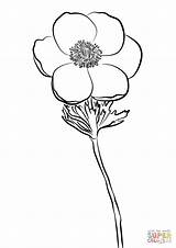 Coloring Anemone Pages Drawing Getcolorings Color Printable sketch template