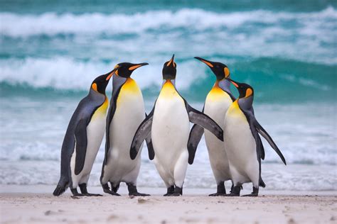 animal penguin hd wallpaper