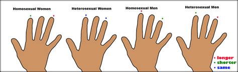Index And Ring Finger Length Homosexuality