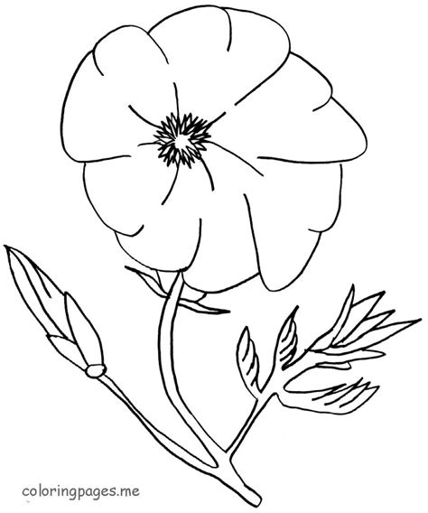 poppy flowers coloring pages   print