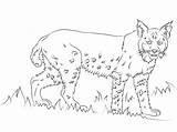 Bobcat Lynx Lince Roux Rossa Coloriages Printmania sketch template