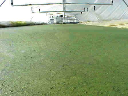 practical duckweed application areas aquaponics