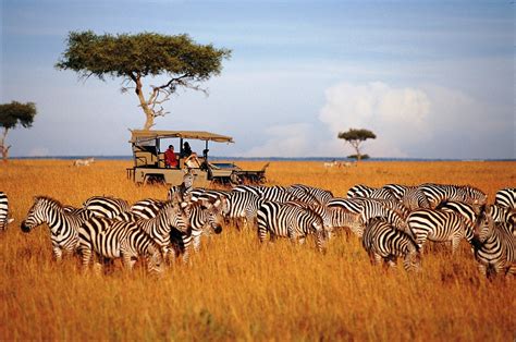 discover wildlife safari tanzania  puteshestvie  afriku