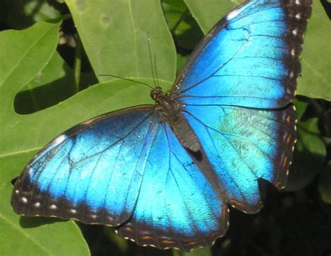 blue butterfly blue butterfly