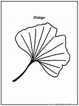 Feuille Ginkgo Colorier Coloriages Arbre Incroyable Gingko sketch template