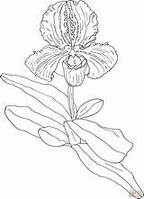 Coloring Slipper Orchid Paphiopedilum Orchids Cattleya Flower Pages Drawing Pansy Printable Drawings Orchidee Orchideen Vorlage Lady Outline Supercoloring Ausmalbild Getdrawings sketch template