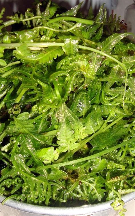 living  nature school  blog  dr abercio  rotor vegetable fern pako athyrium