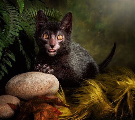 This Cat Looks Just Like A Werewolf And It’s Here To