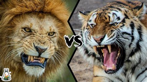 epic showdown lions triumph  tiger  intense battle  survival