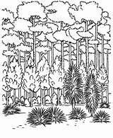 Colorear Selva Tocolor árboles sketch template