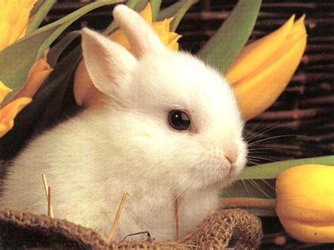 rica rica wallpapers cute bunny rabbits
