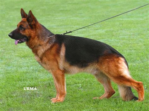 yasko vom farbenspiel german sheperd dogs german shepherd herding breed
