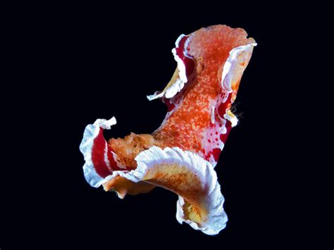week nudibranch spanish dancer featured creature