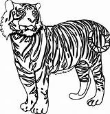 Tiger Coloring Looking Pages Color Wecoloringpage Visit Tattoo sketch template