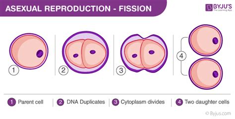 Asexual Reproduction Features And Modes Of Asexual