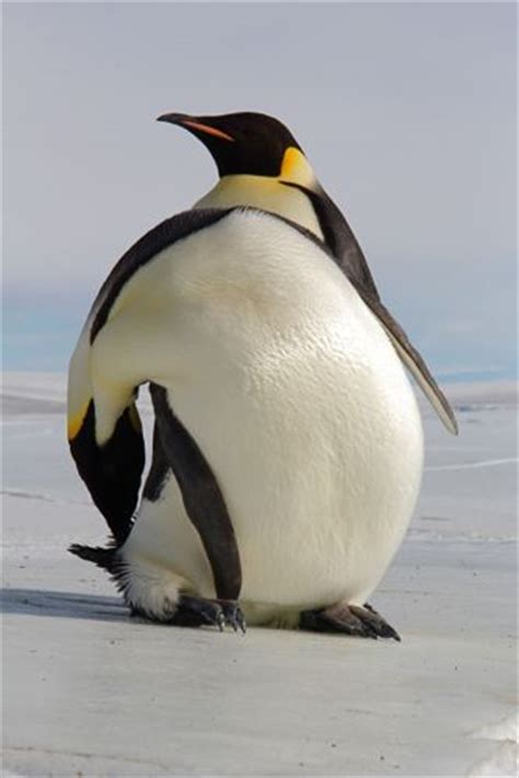 24 november 2012 off to cape royds and the penguin colony polartrec