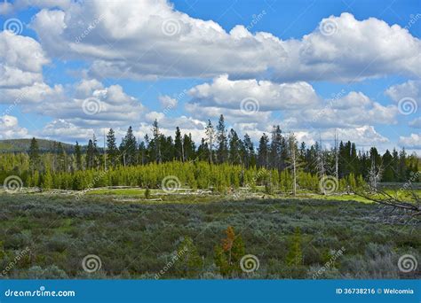 wyoming scenery stock photo image  summer trees america