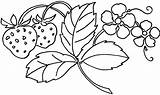 Coloring Strawberry Pages Flower Exotic Printable Berries Plant Embroidery Crocus Color Sheets Flowers Small Fruit Getdrawings Would Great Hand Getcolorings sketch template