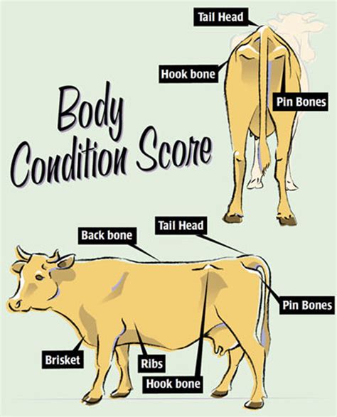 body condition score  cows hobby farms