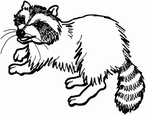 raccoon coloring pages  racoon coloring page coloring home