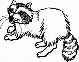 Raccoon Coloring Pages Clipart Dog Racoon Baby Animals Drawings Designlooter Popular Wildlife Coloringhome 740px 06kb sketch template