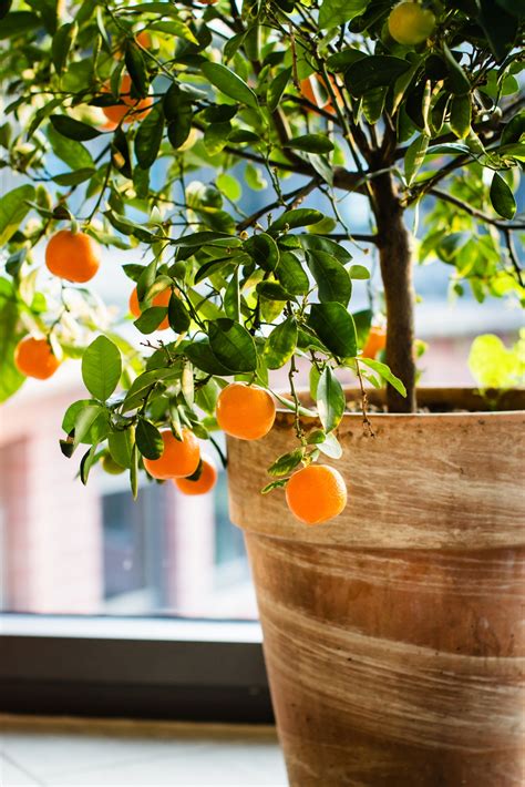 growing citrus indoors plantscapers