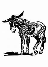 Donkey Coloring Drawing Line Pages Large Getdrawings Edupics sketch template