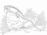 Iguana Realisitc Reptiles Coloringonly sketch template