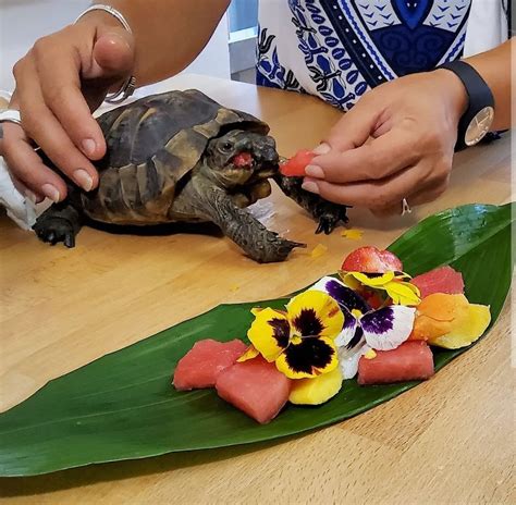 headed tortoise janus celebrates  birthday book review