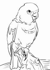 Coloring Cockatoo Pages Goffin Cacatua Categories sketch template