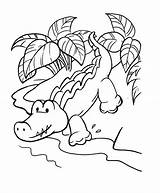 Alligator Coloring Pages Animal Kids sketch template