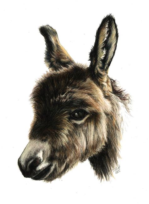 donkey head drawing  paintingvalleycom explore collection