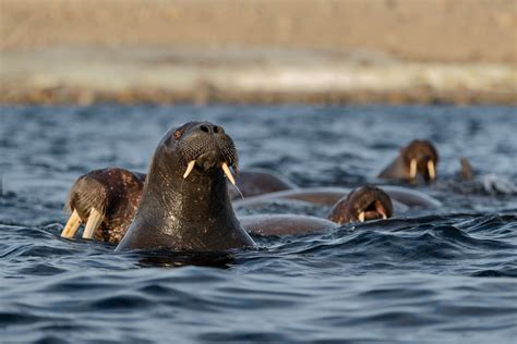 walruses swim  arctic sea animal photography prints