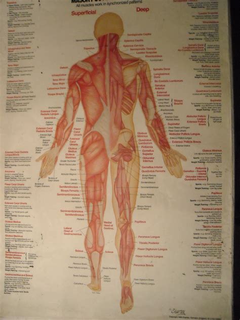 anatomical charts laminated prop hire  deliver