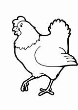 Poule Colorier Ferme Coq Poussin Chickens sketch template