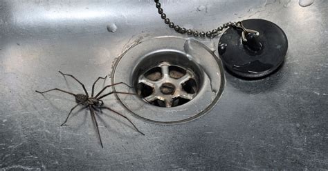 uk spider intrusion why giant horny spiders are invading