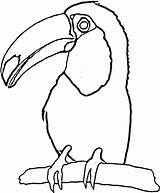Toucan Coloring Printable Drawing Toco Craft Tucan Outline Printablee Via Getdrawings Clipartmag Clipart sketch template
