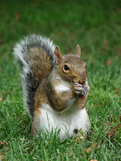 filegray squirrel sciurus carolinensis  boston public garden