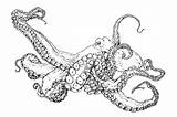 Octopus Coloring Pages Printable Print Common Realistic Adult Giant Pacific Drawing Color Book Getcolorings Animal Getdrawings Choose Board Sheets sketch template