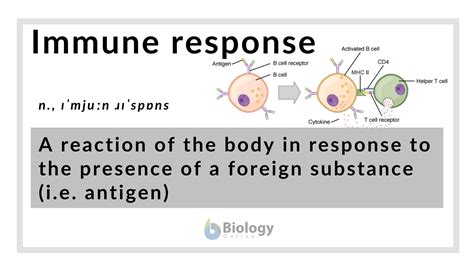 immune response definition  examples biology  dictionary